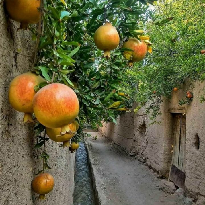 ♥️انسان هایی با عطر خدا